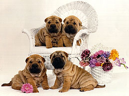 Baby Sharpei's